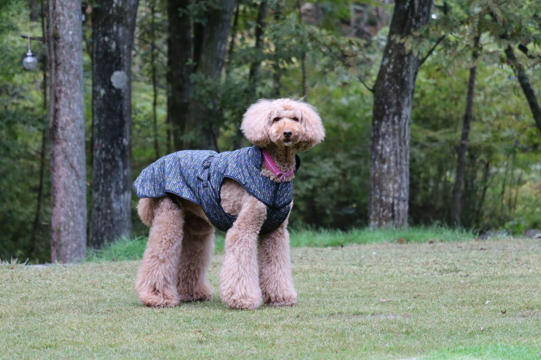 Hakusan]まさに着るお布団ジャケット【ゼロジャケット・ラティア】小
