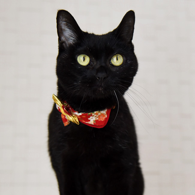 猫の首輪 ちょこえり猫首輪 夢色百景華流星 : 56nyan 猫用品ゴロにゃん