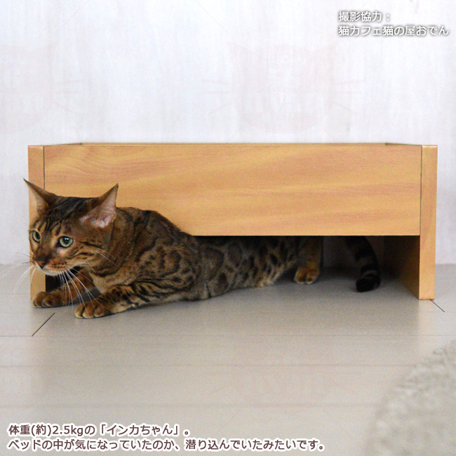 Anikitty キャットベッド 爪とぎ 猫用 (56546) 特箱 : 56nyan 猫用品