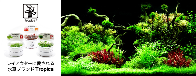 チャーム（charm） （水草）ブセファランドラsp．クダガン（トロピカ