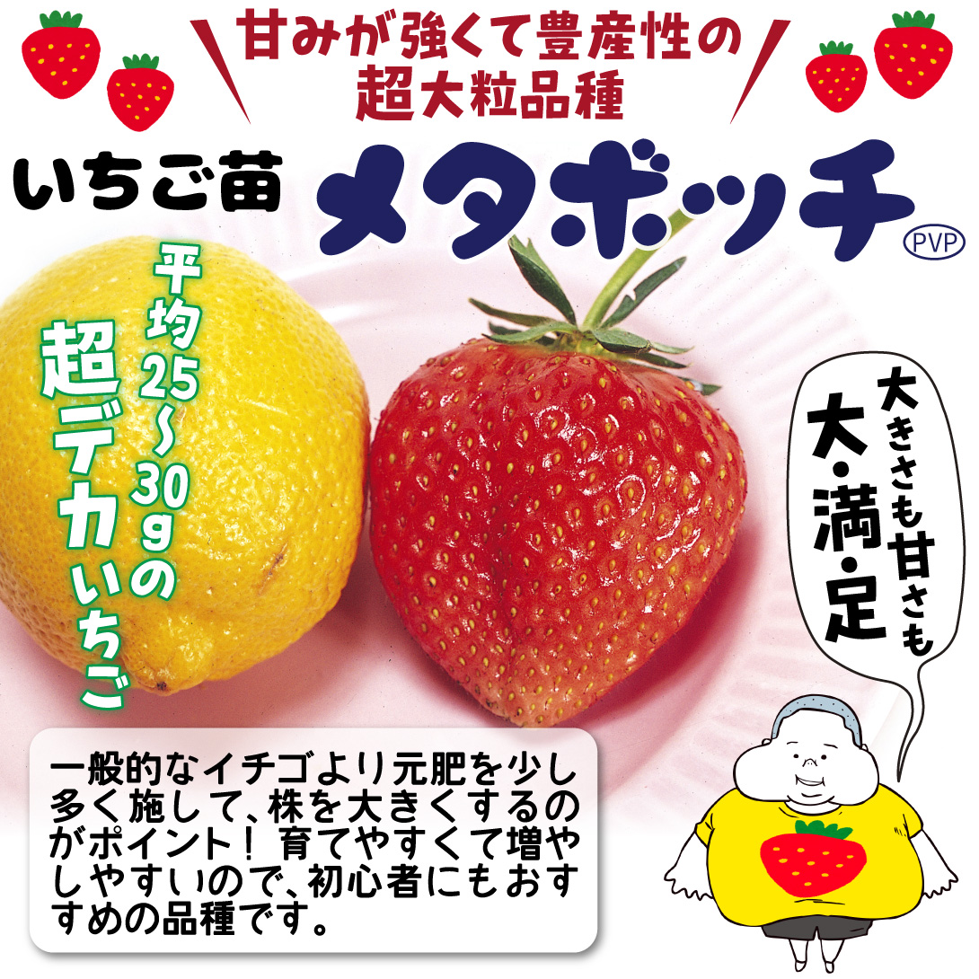 いちご苗 メタボッチPVP（いちご中間母本農1号) 6株 / 家庭菜園 イチゴ