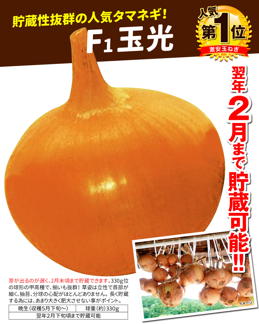 種 野菜たね タマネギ （晩生）F1玉光 1袋（5ml） 玉葱 玉ねぎ 野菜の