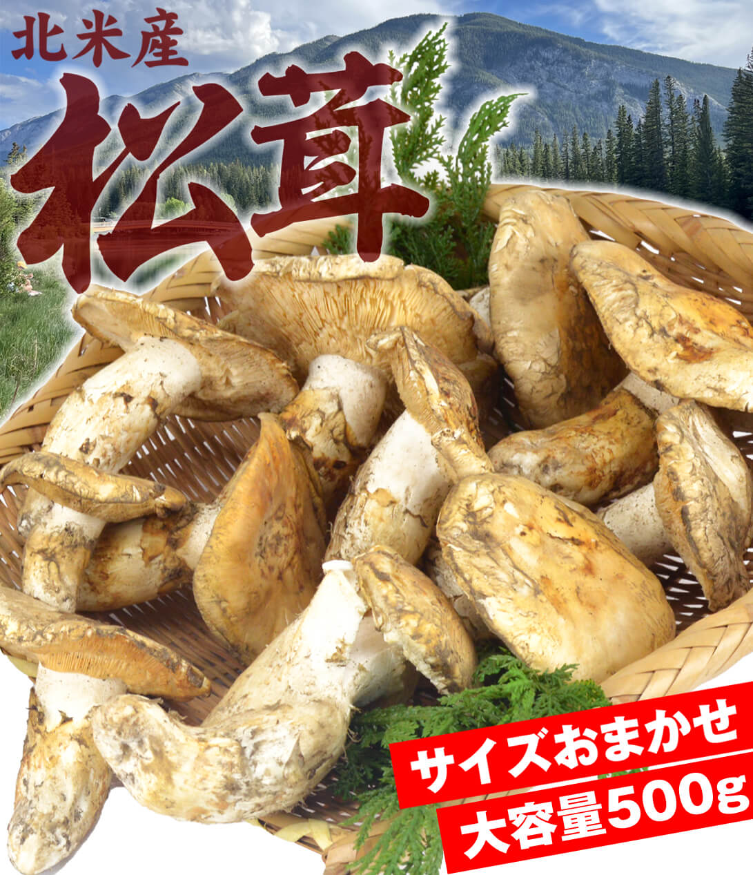 松茸 約500g 北米産 冷蔵便 ご家庭用 送料無料 食品 : 花と緑 国華園