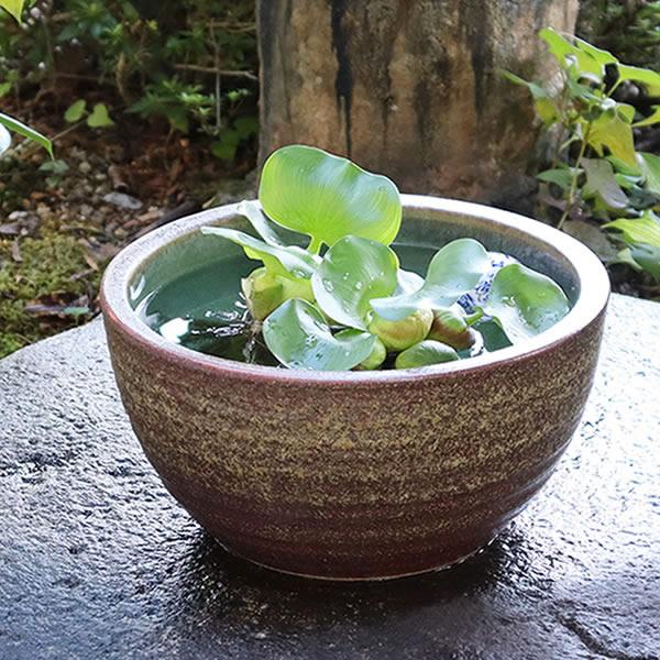 火鉢 【メダカ鉢、金魚鉢、睡蓮鉢に‼️】 睡蓮鉢 幅36cm 花蝶 浮世絵