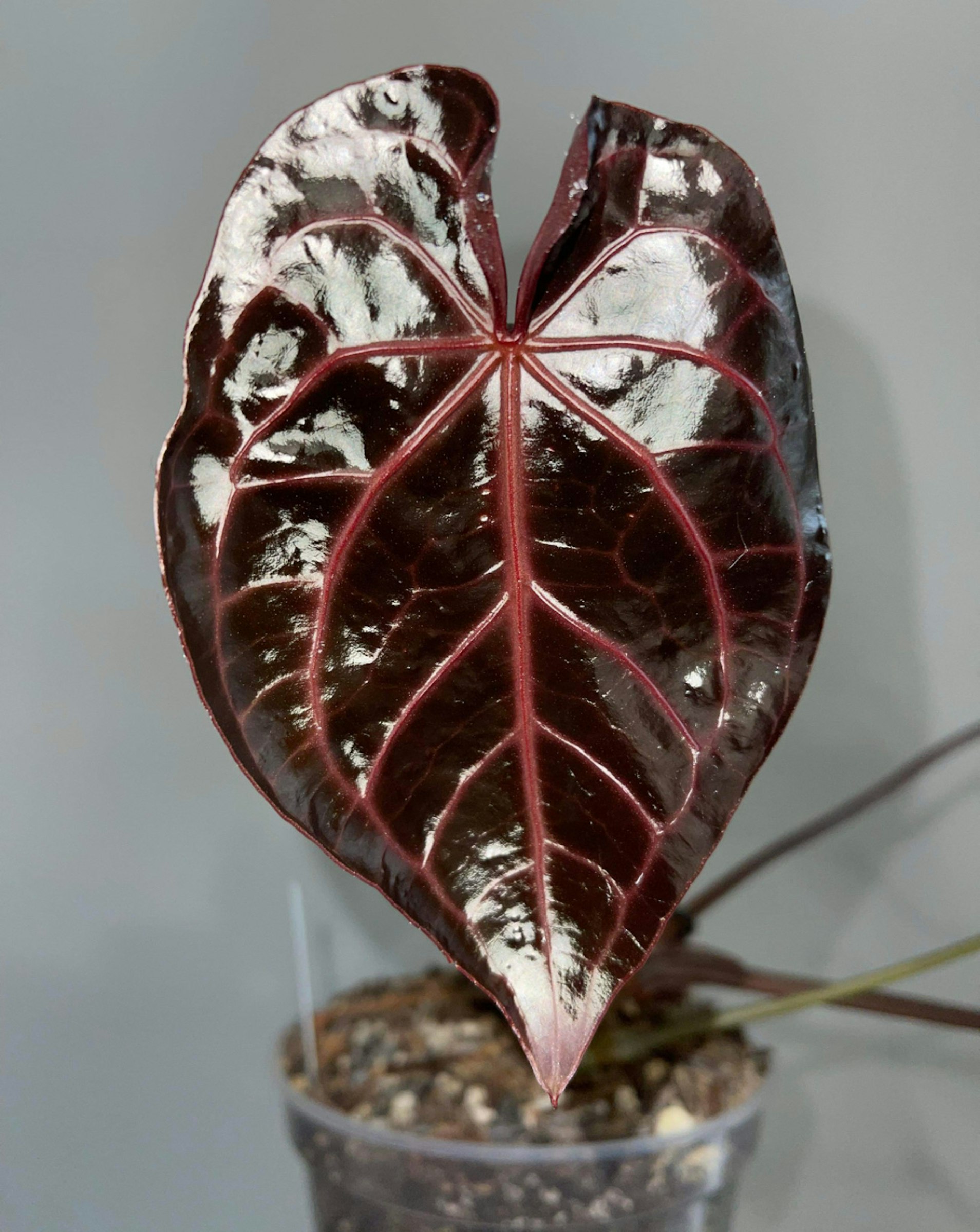 664d0f98-2a65-4716-81d7-