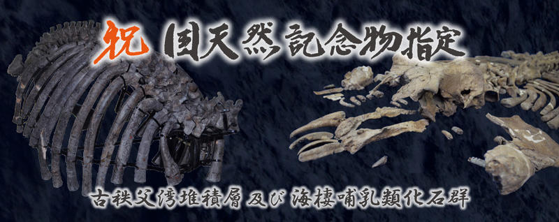 はにわ☆ようばけ化石☆古秩父湾【1550万年前のホタテ0.8kg】 はにわ様