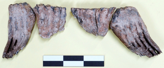 収蔵資料紹介（旧ページ） - 埼玉県立自然の博物館