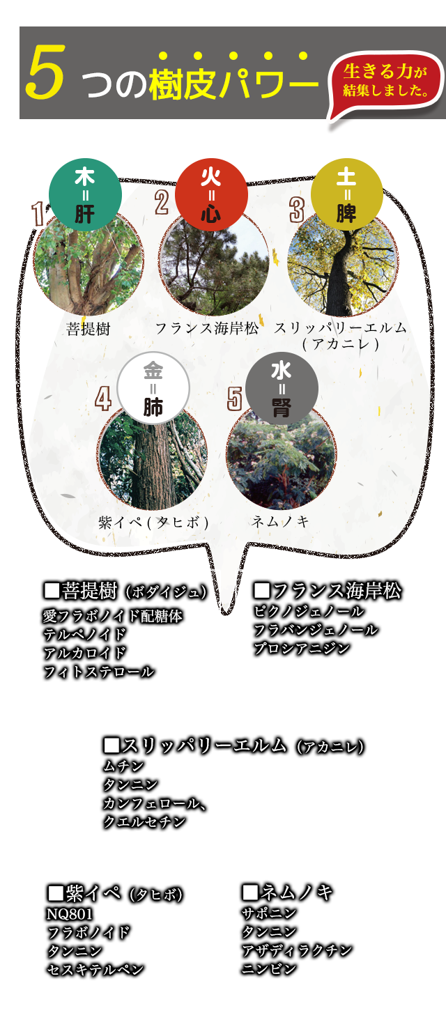 樹木ノチカラ（エキス粒・パウダー）紅豆杉エキス粒、紅豆杉茶から樹皮末へ