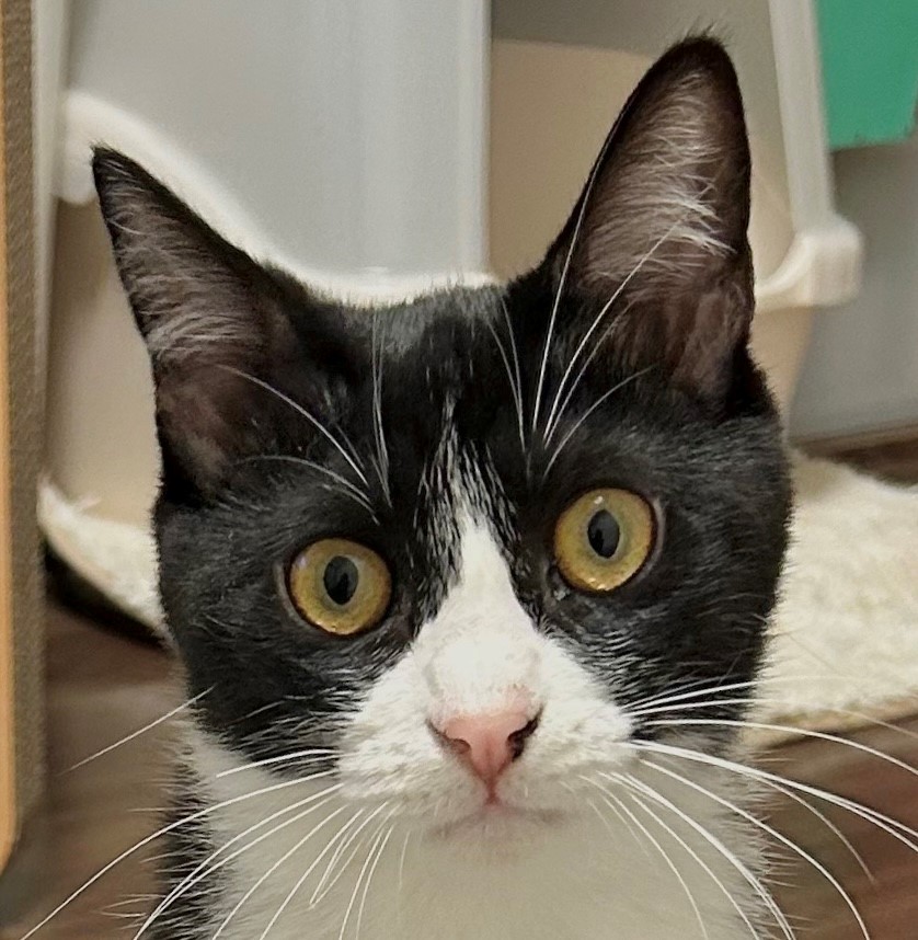 黒豆ちゃん | しあわせにゃんこ 東京の千駄木・谷中で活動中の猫の譲渡