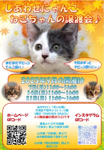 譲渡会チラシベース2025年9月-1-