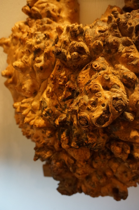 木の瘤 - 新発田屋 木材倉庫