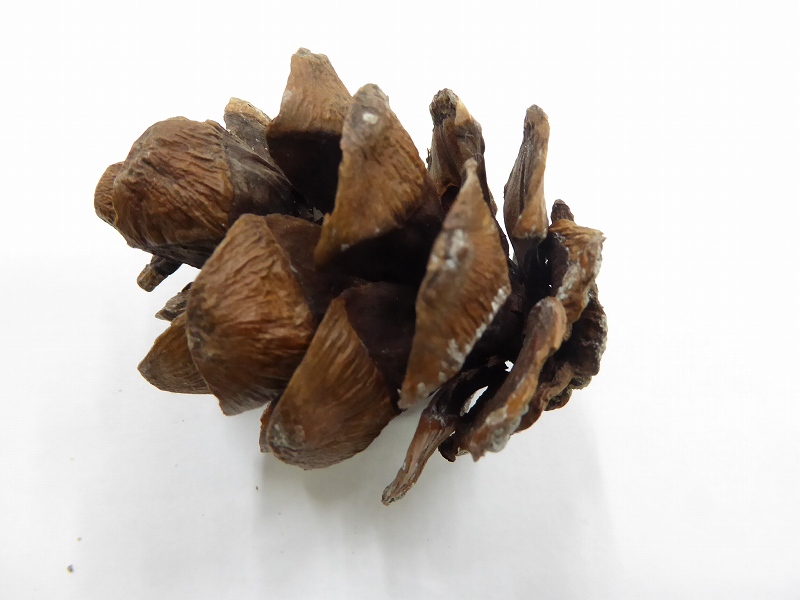 朝鮮五葉松松ぼっくり 北海道十勝朝鮮五葉松 松ぼっくり&殻付き松の実