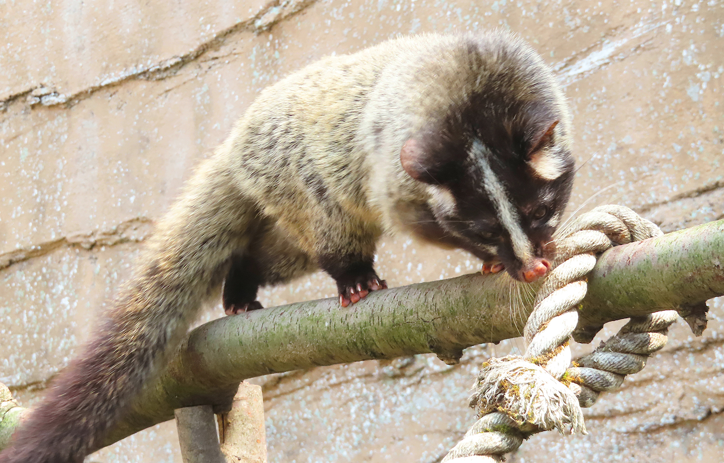 コピ・ルアック(ジャコウネココーヒー)とは｜読み物｜SHIRAFUSHI【白節