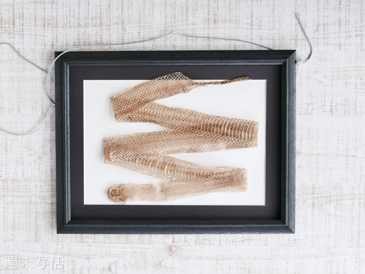 ヘビの抜け殻【保存方法】｜自然環境調査報告