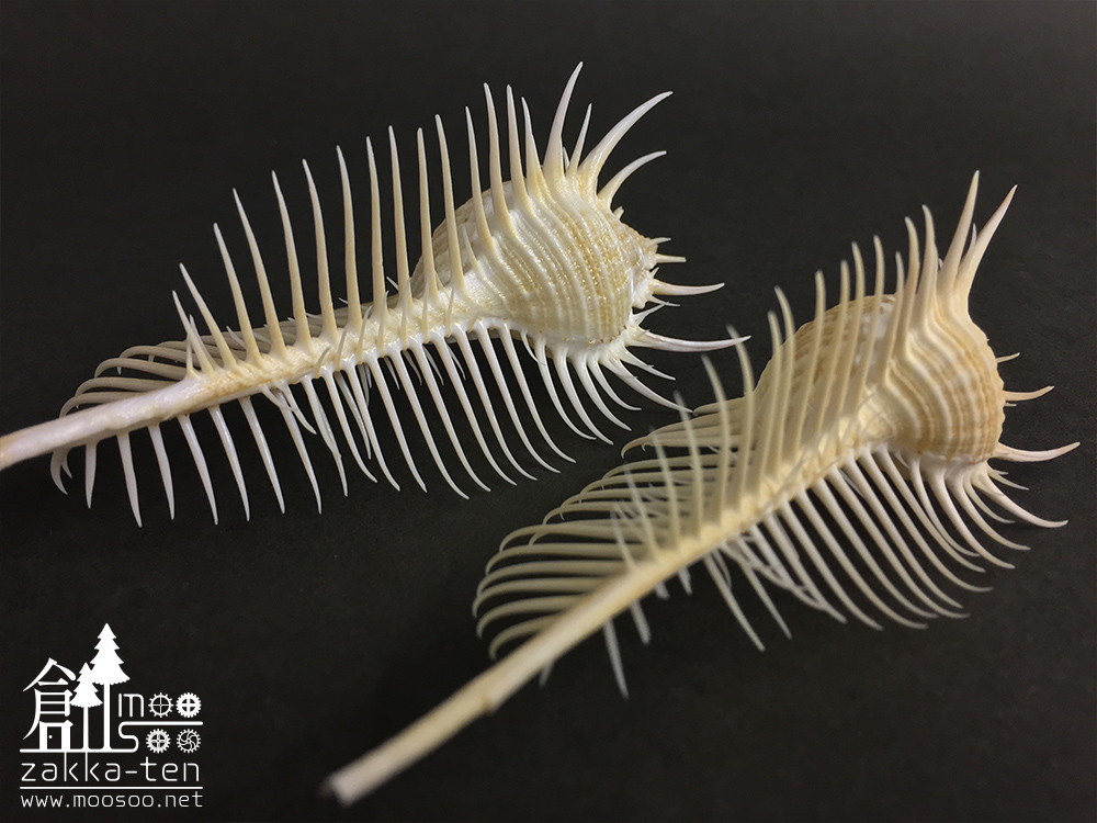 ホネガイの標本【11～12センチ】 | 博物と古物の奇妙な雑貨店