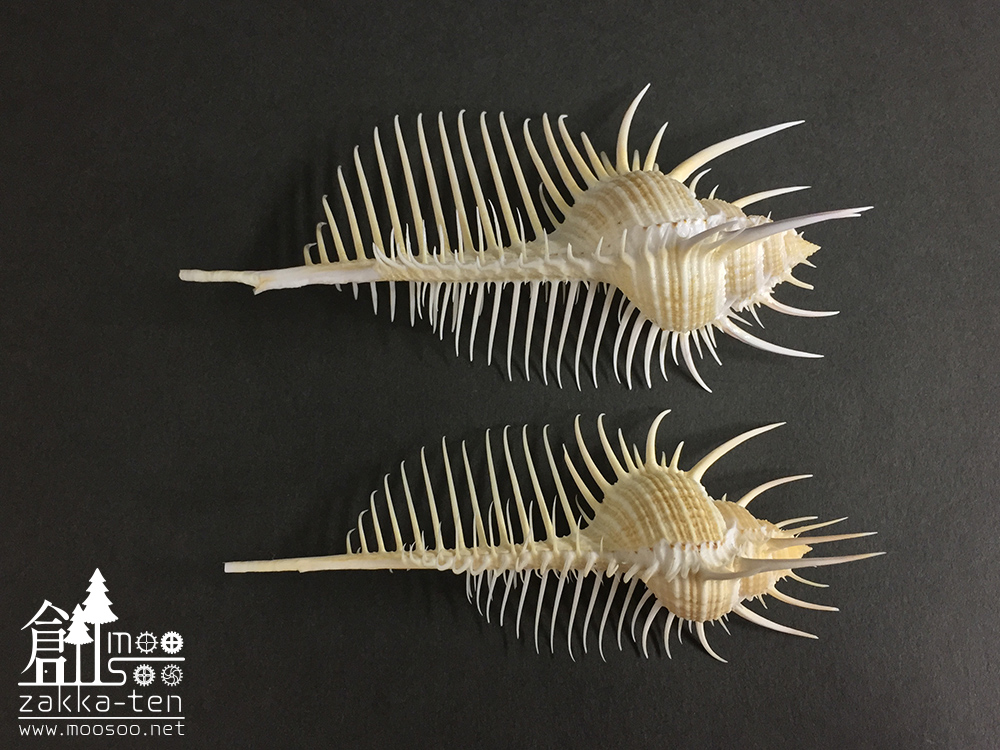 ホネガイの標本【11～12センチ】 | 博物と古物の奇妙な雑貨店