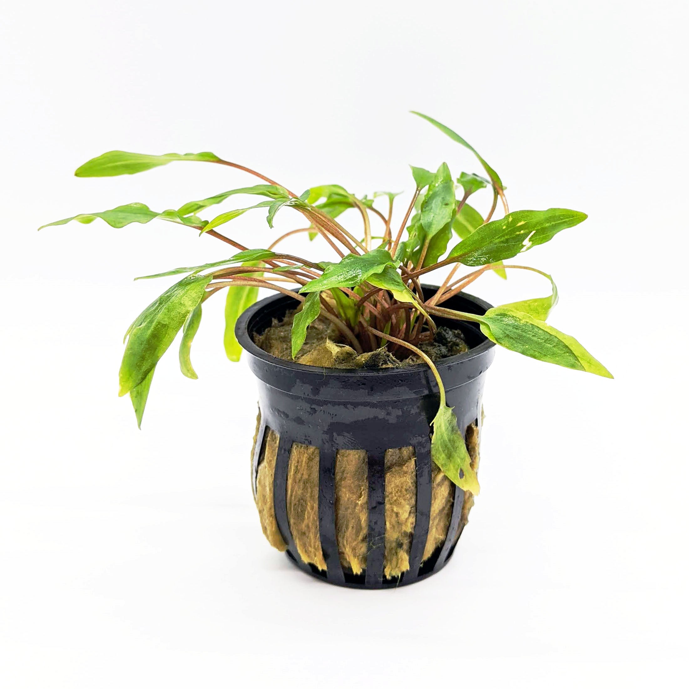 Cryptocoryne Wendtii (Green) | Aquarium Plants | Shrimpy Business