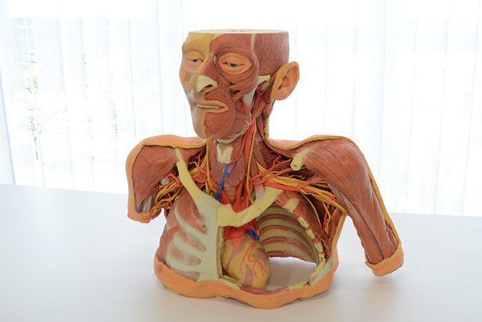 脳および神経系人体模型♡ 京都科学 人体解剖モデル