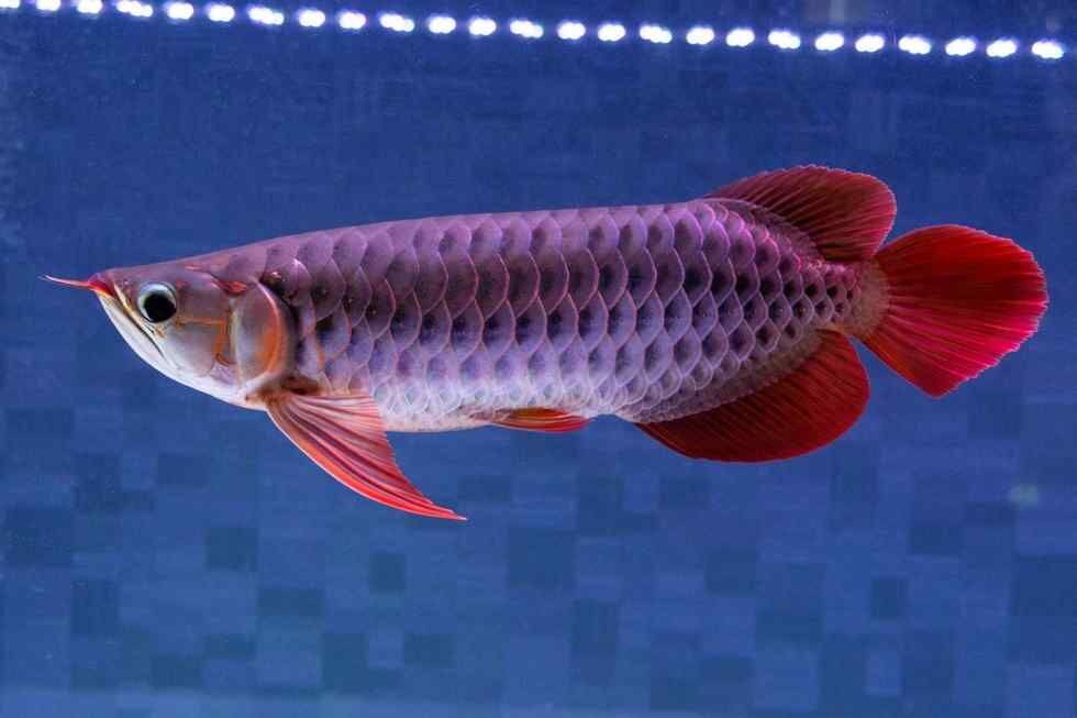 No.38 スーパーレッドアロワナ 紅龍 アロワナ アジアアロワナ 亜細亜龍