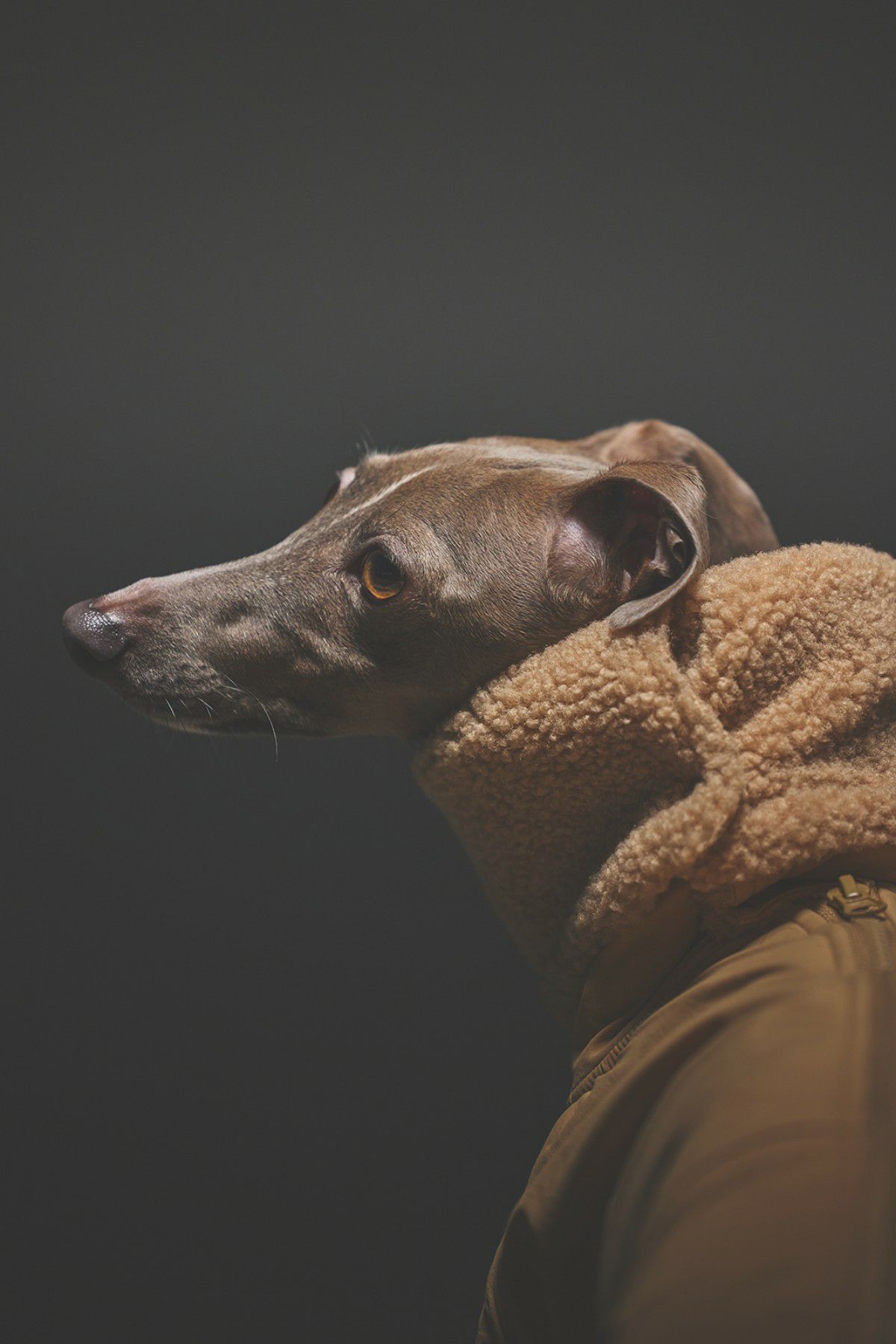 SIVI ウィンタースーツ｜撥水・防水 | SIVI｜イタグレ 服・ウィペット