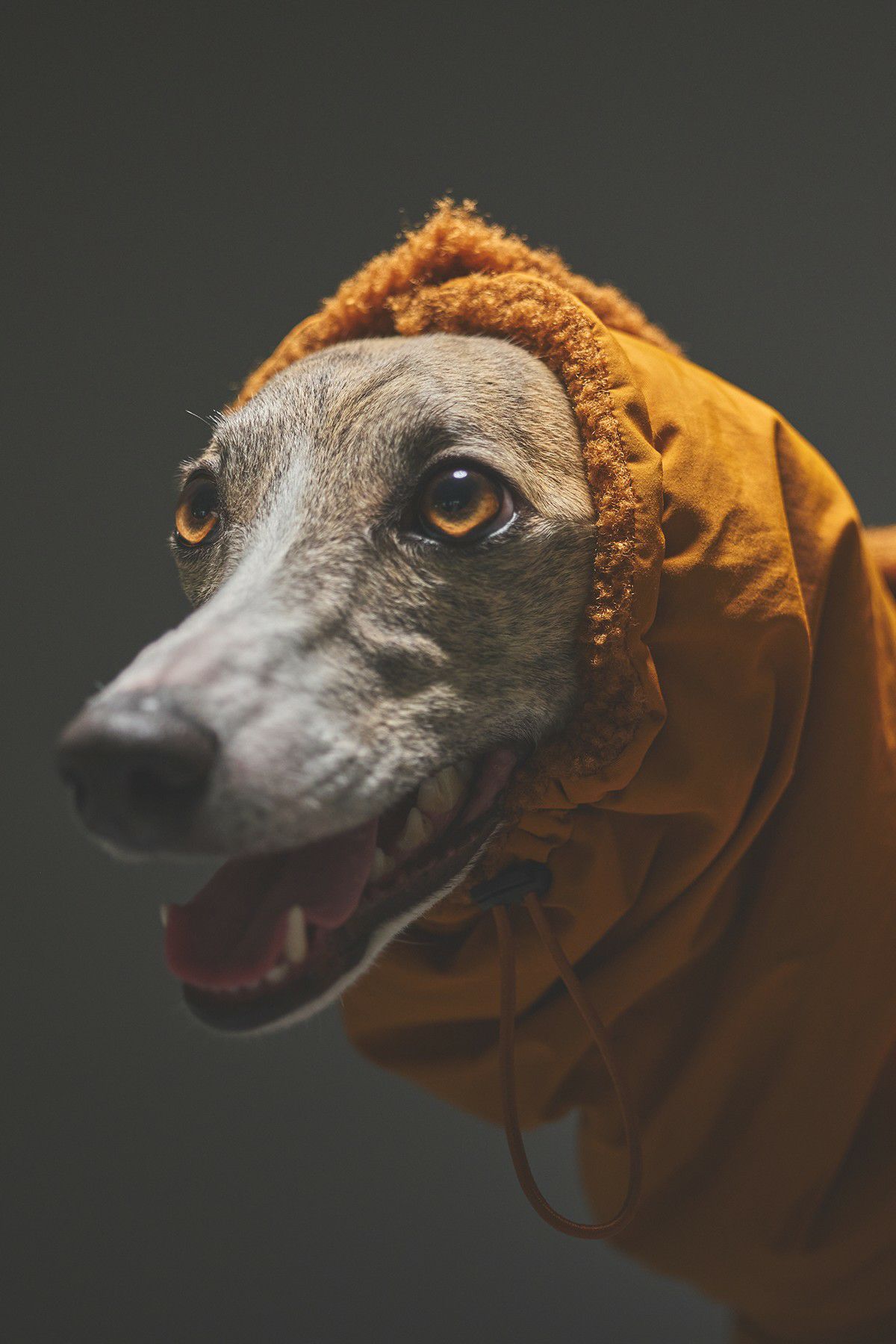 SIVI ウィンタースーツ｜撥水・防水 | SIVI｜イタグレ 服・ウィペット