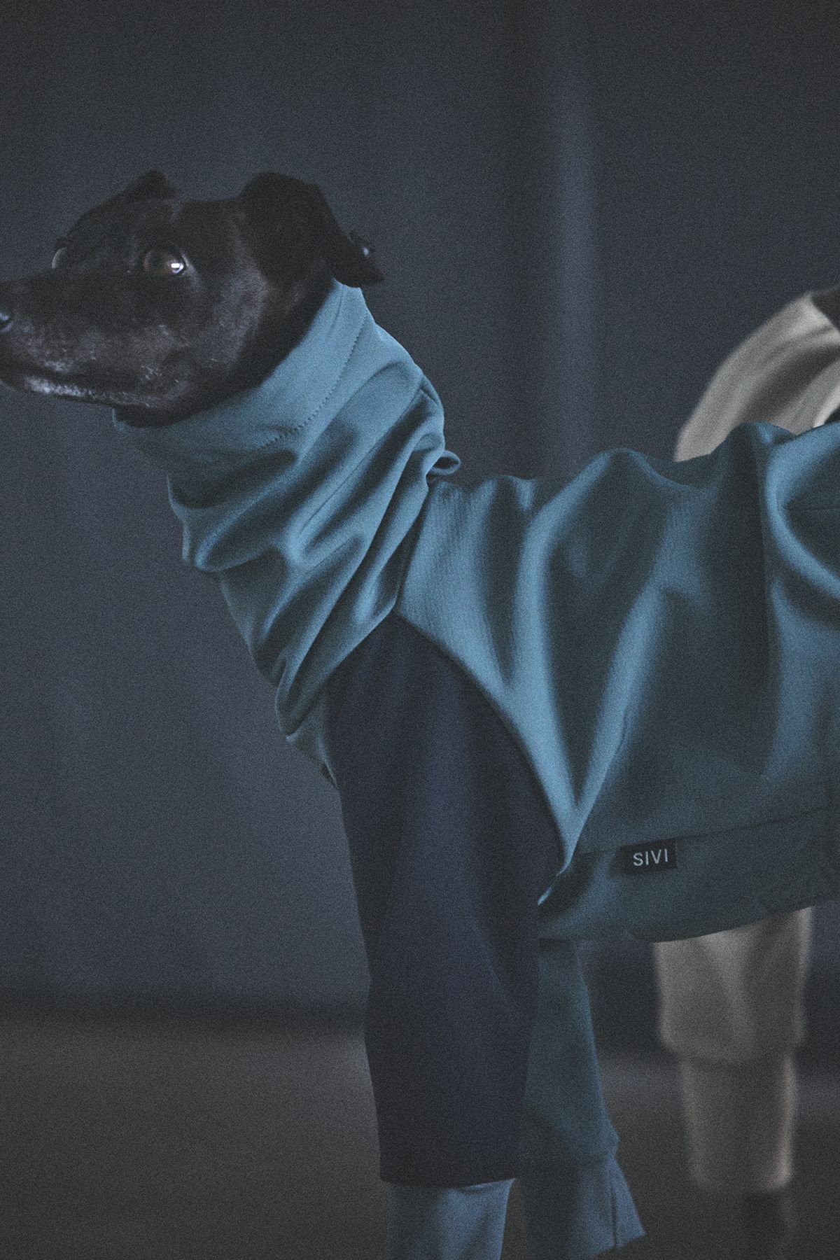 SIVI SOFTSHEL 3Layer長袖フーディ | SIVI｜イタグレ 服・ウィペット