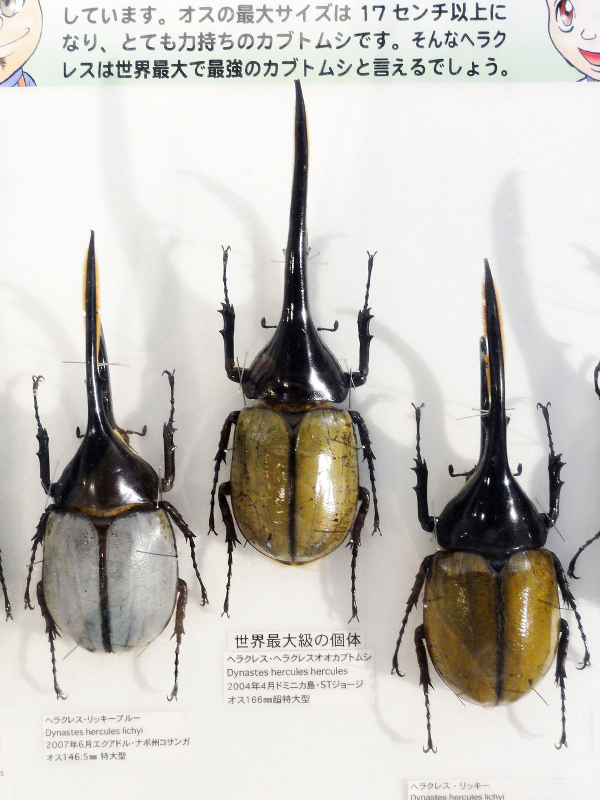 ヘラクレス リッキー ♂野外標本 ヘラクレス・リッキー野外標本