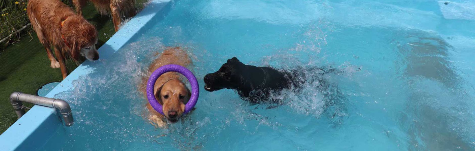 ドッグラン | SKの福利厚生 | 榊原工業株式会社