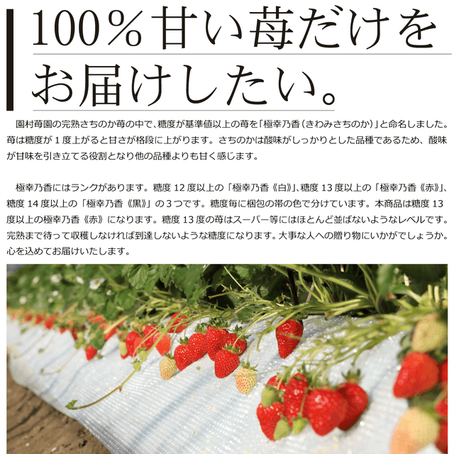 完熟「さちのか」苺を産地直送、一粒一粒真心込めてお届け致します
