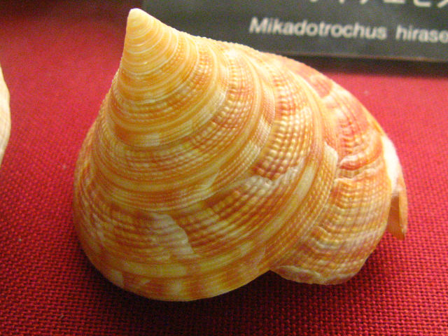 貝殻 オキナエビスガイ オキナエビス オキナエビスガイ | 貝の図鑑