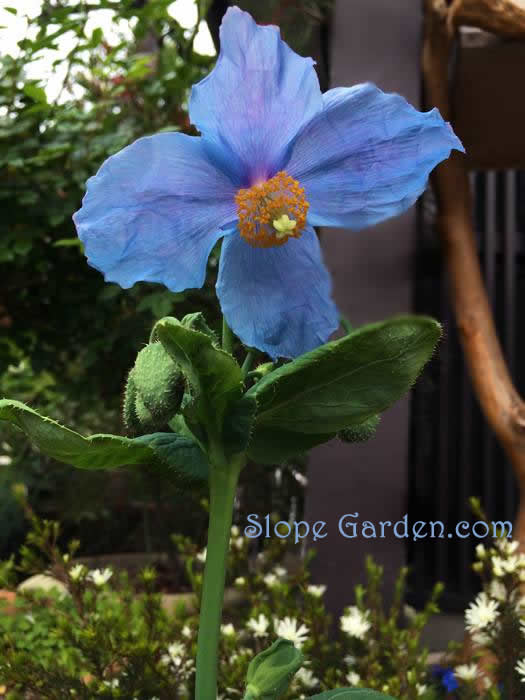 神秘的な青いケシの花 | 丘の庭ひとりごと