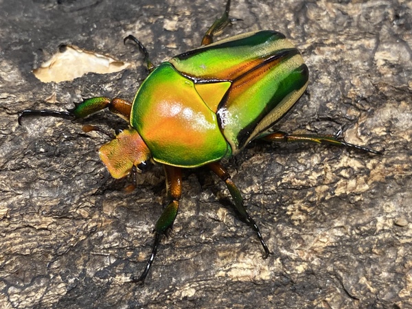 デュカリスサスマタカナブン 45mm デュカリスサスマタカナブン 45mm
