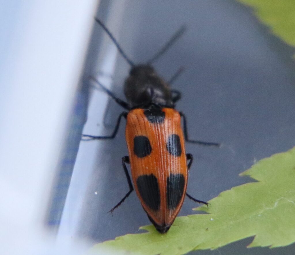 外国産コメツキムシ標本】ノブオオオアオコメツキ/湖北省.英山産/35.8mm