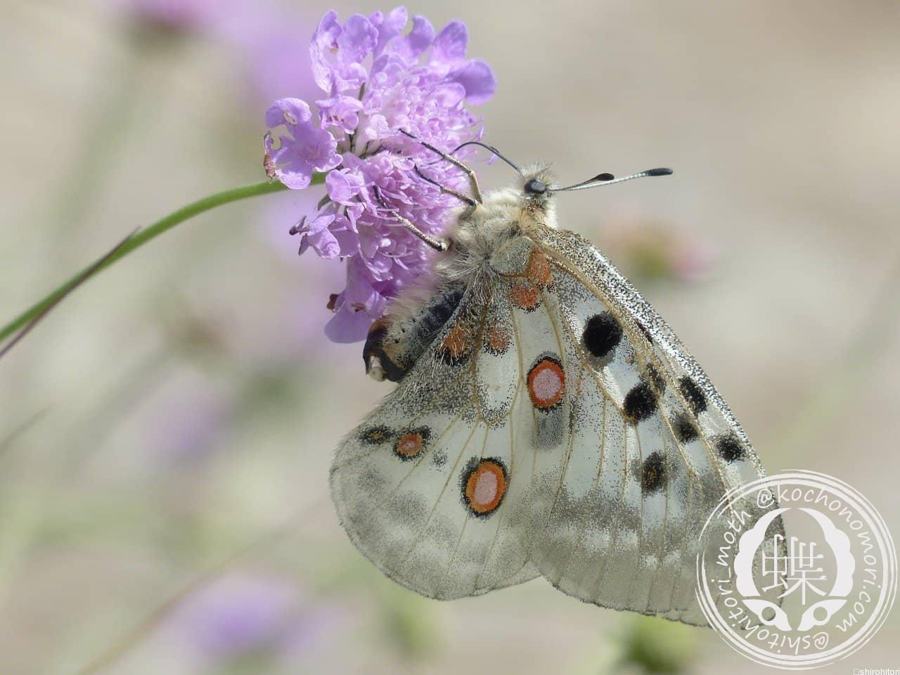 パルナシウス・ウィスコッティ（1メス・スウェーデン産） 【公式通販】