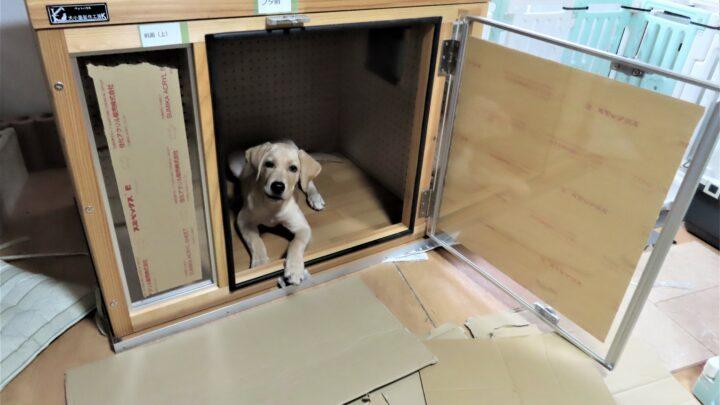 ホーム - 犬小屋製作工房Kの犬小屋ブログ
