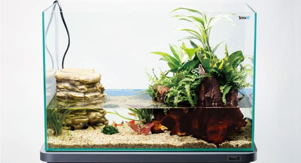 かんたんアクアテラリウムを楽しもう｜お役立ち情報 アクアリウム