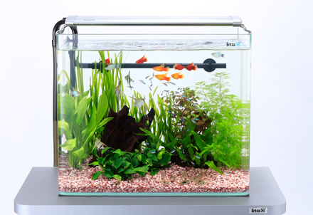 魚たちの魅力が映えるフレームレス前面曲げガラス水槽｜お役立ち情報