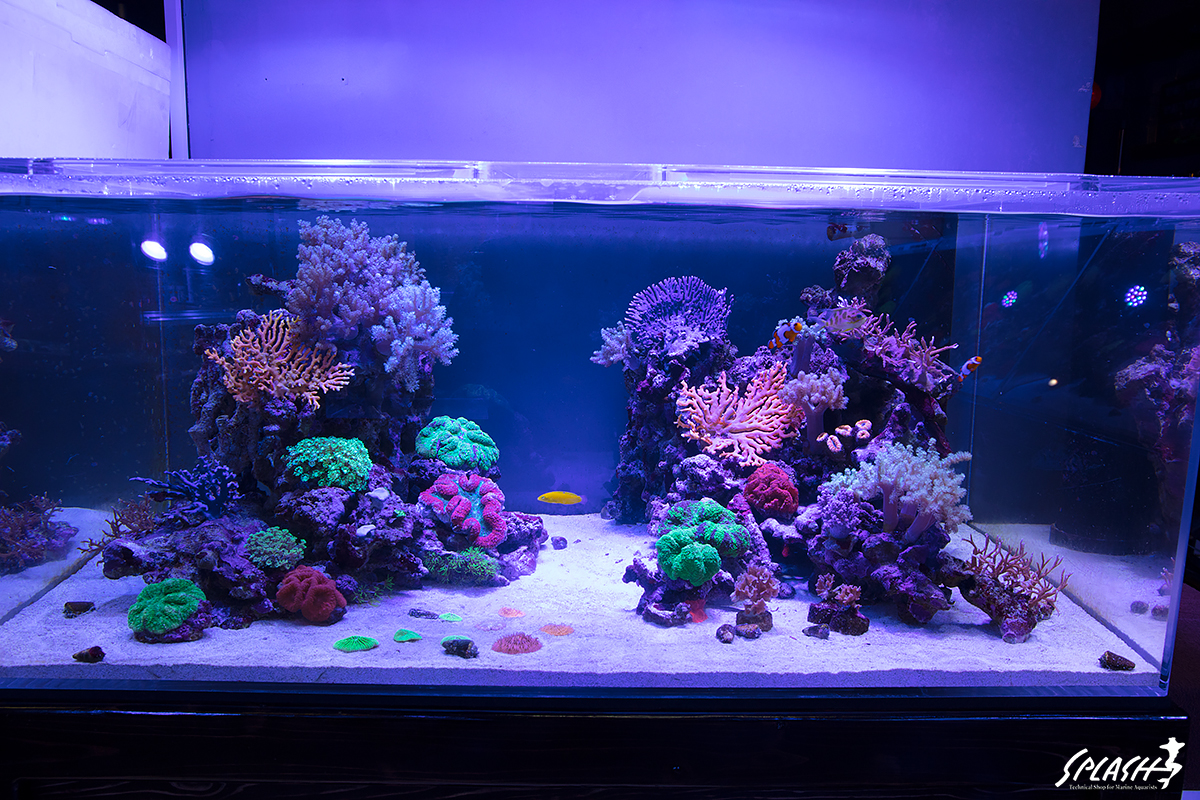 人工ライブロックセット（海水魚、サンゴ、背景、レイアウト、水槽