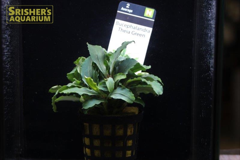 水草 ブセファランドラ ティア グリーン AL(1ポット