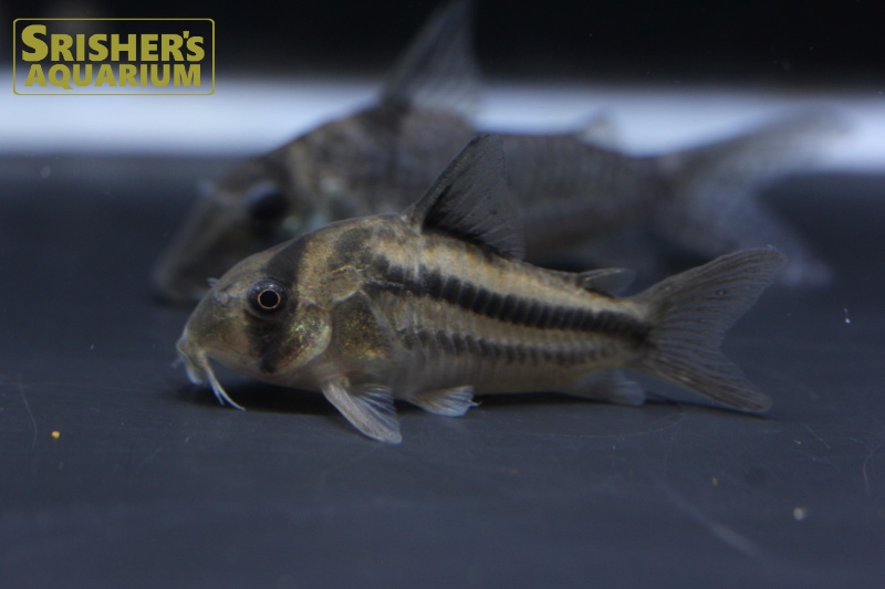 コリドラス ニューツーラインアクセルロディ｜コリドラスの仲間