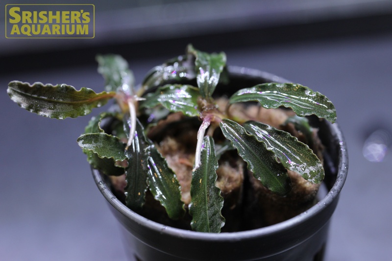 水草 ブセファランドラ sp. ゴジラ(1ポット)｜ブセファランドラ