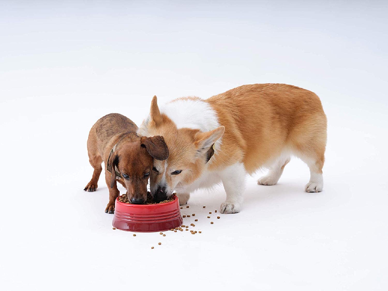 ソルビダ ペットフード ご飯 室内飼い 犬 【公式通販】