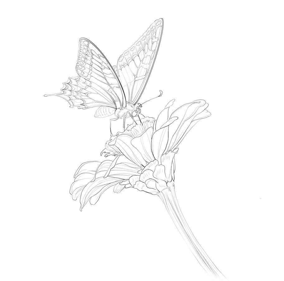 直筆♪色鉛筆イラスト「原画 B5サイズ〜アゲハチョウ〜」オリジナル