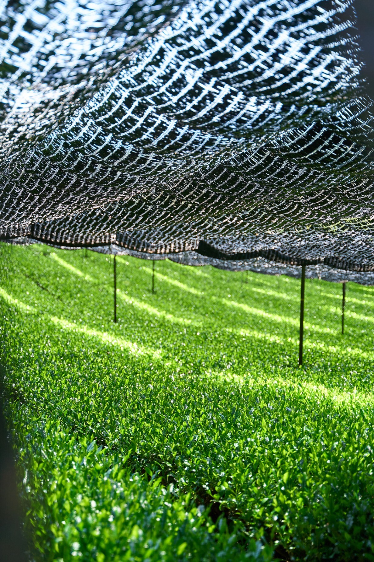 業務用1kg】京都和束町産のオーガニック抹茶缶（シングルオリジン