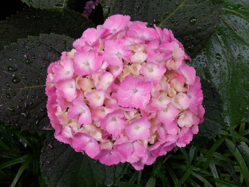 アジサイ | Hydrangea macrophylla | かぎけん花図鑑