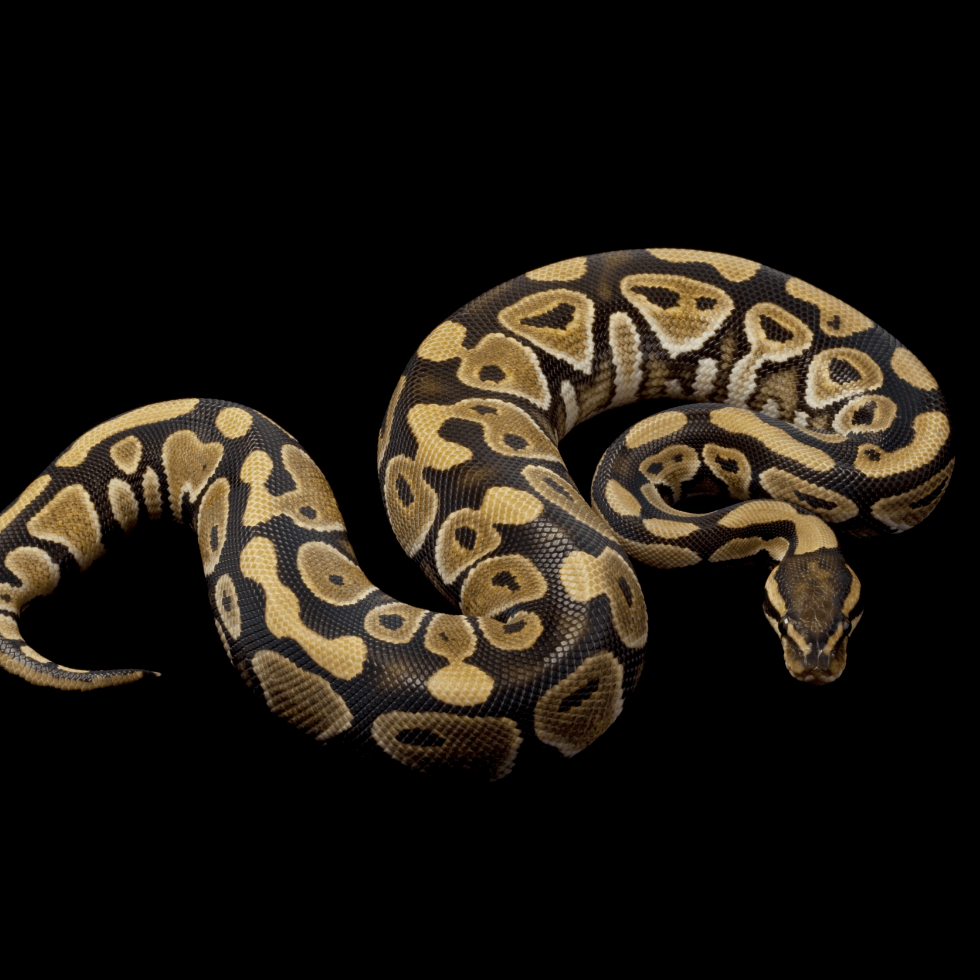 ハニー (Honey) | Lil Balls ~ ボールパイソンブリーダーの営む