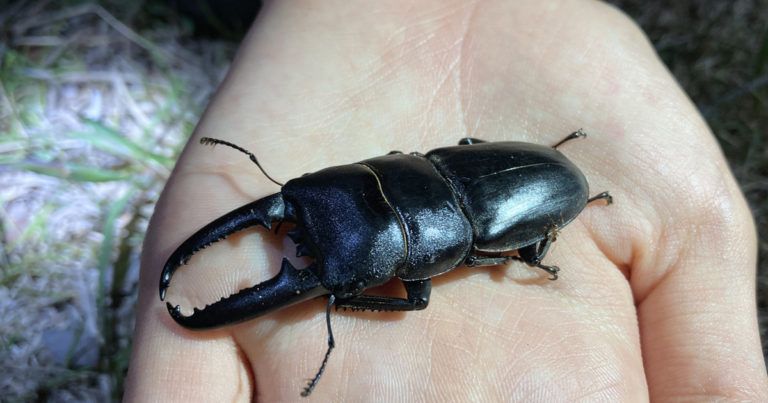 ツシマヒラタクワガタ」すごいぜ！｜お知らせ｜本物が息づく島 対馬