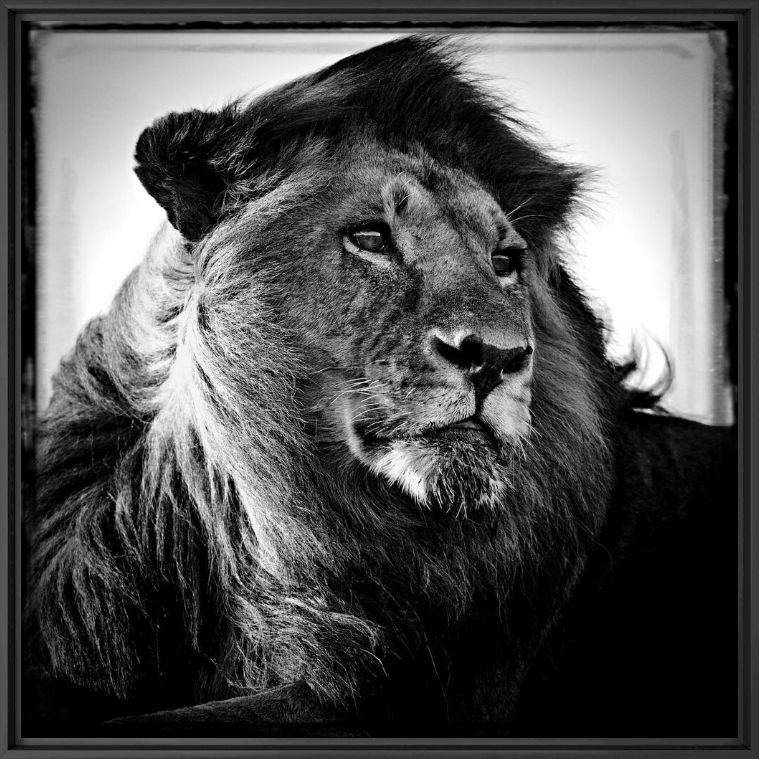 Lion in the Wind, Lion, LAURENT BAHEUX · Art photographs