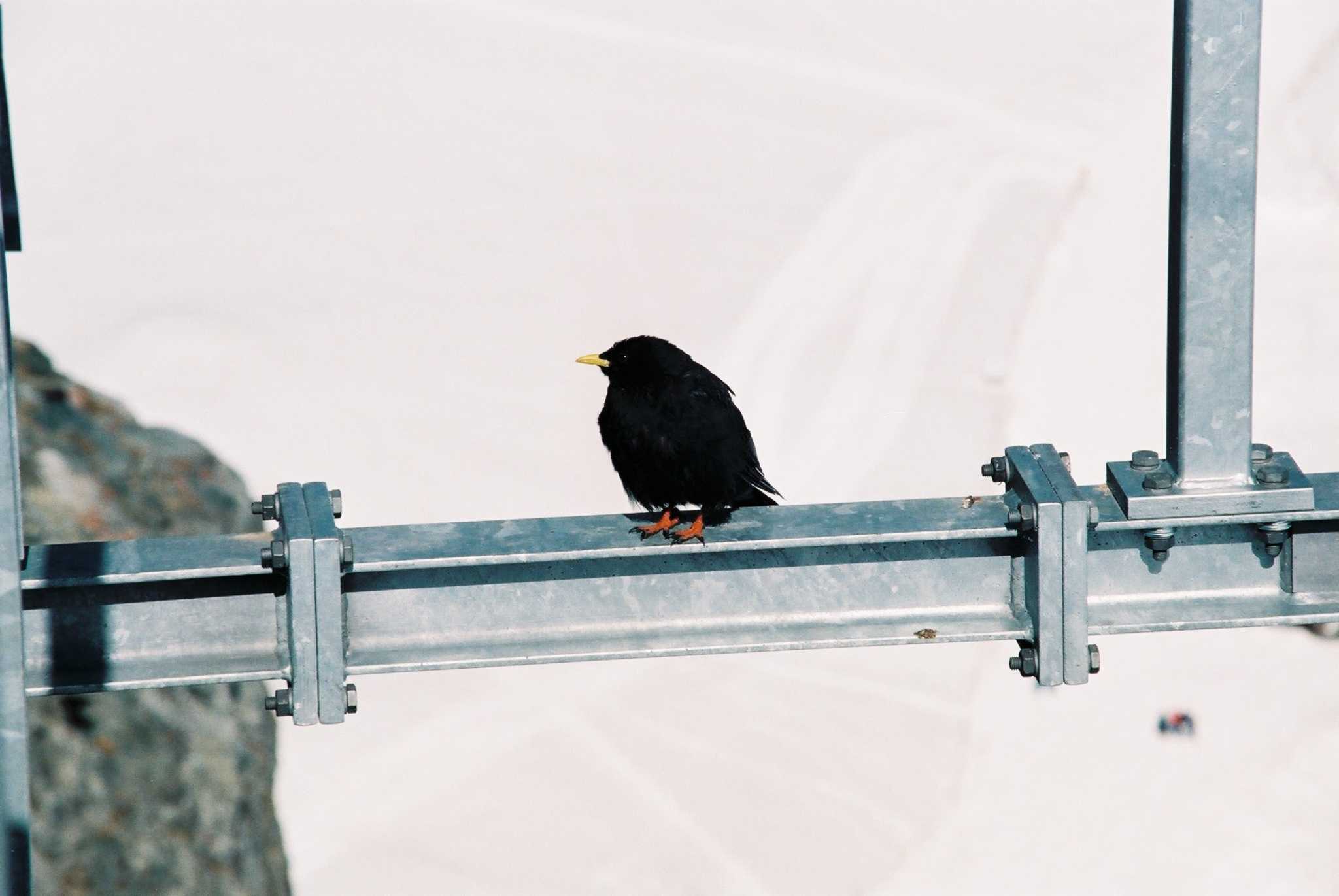 バカラカモシカです バカラカモシカです バカラカモシカです jzx100_k
