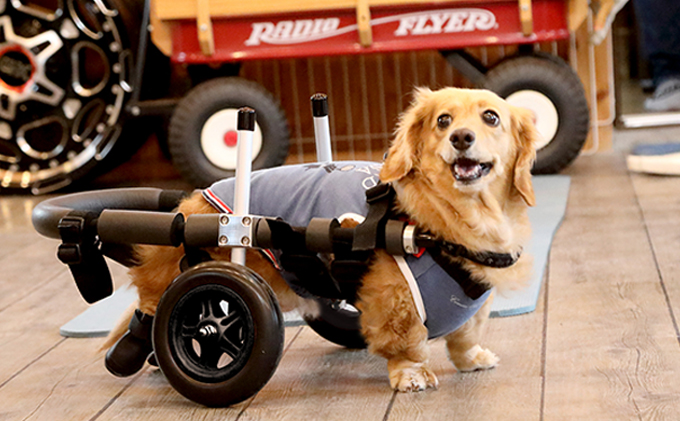 ダックスフンド用二輪車椅子（体重15キロ以下） 【!寄附前に事業者へ